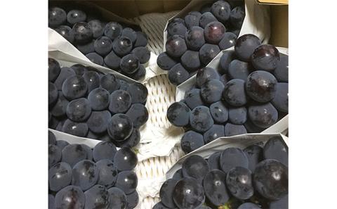 ニュー ピオーネ 1kg前後 2房 葡萄 フルーツ 岡山 高梁市産 ぜきお農園 ぶどうclub 2026年 先行予約 果物