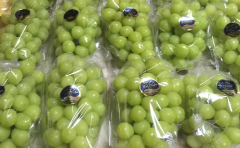 シャインマスカット 1房 600g前後 葡萄 フルーツ 岡山 高梁市産 ぜきお農園 ぶどうclub 2026年 先行予約 果物類 ブドウ 果物