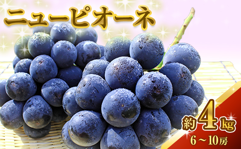ニュー ピオーネ 約4kg ぶどう 葡萄 フルーツ 岡山 高梁市産 2026年 先行予約 果物類 果物