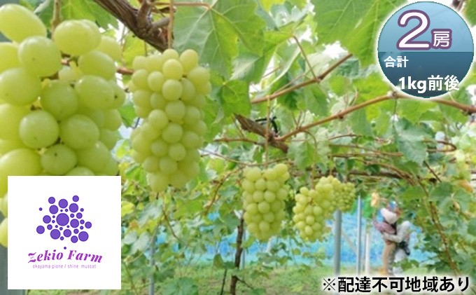 シャインマスカット 2房 合計1kg前後 葡萄 フルーツ 岡山 高梁市産 ぜきお農園 ぶどうclub 2026年 先行予約 果物類