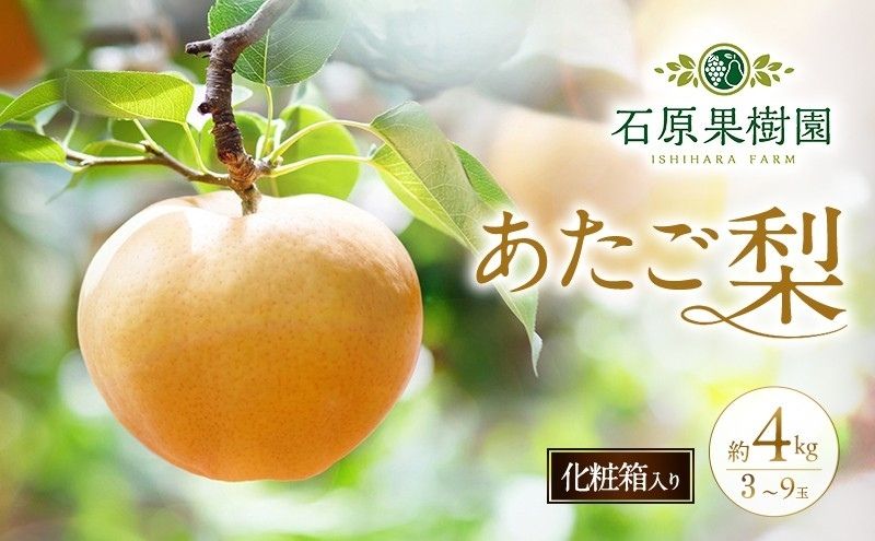 梨 2026年 先行予約 あたご梨 3～9玉 合計約4kg 化粧箱【11月下旬～12月中旬頃発送】 ナシ なし 岡山県産 国産 フルーツ 果物 ギフト 石原果樹園 繊細な味 ジャンボ梨