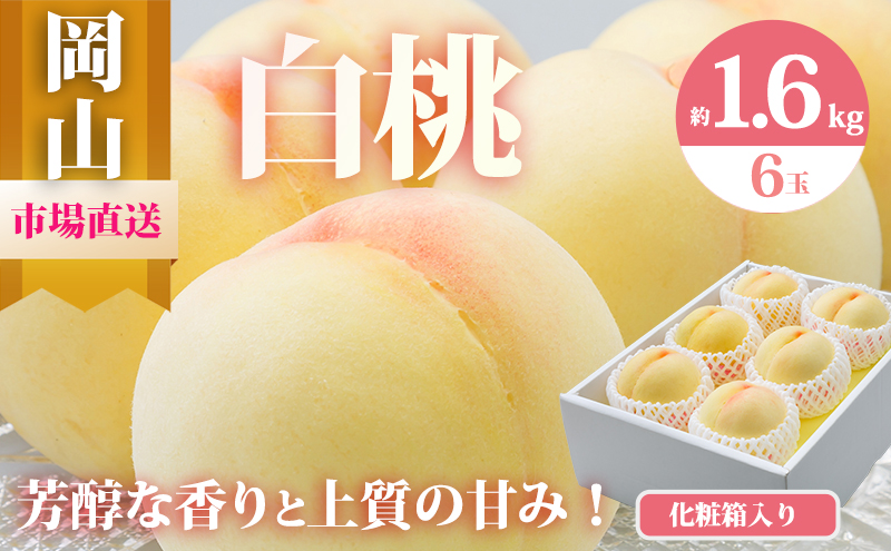 桃 2026年 先行予約 岡山 白桃 6玉（合計1.6kg以上）化粧箱入り もも モモ 岡山県産 国産 フルーツ 果物 ギフト