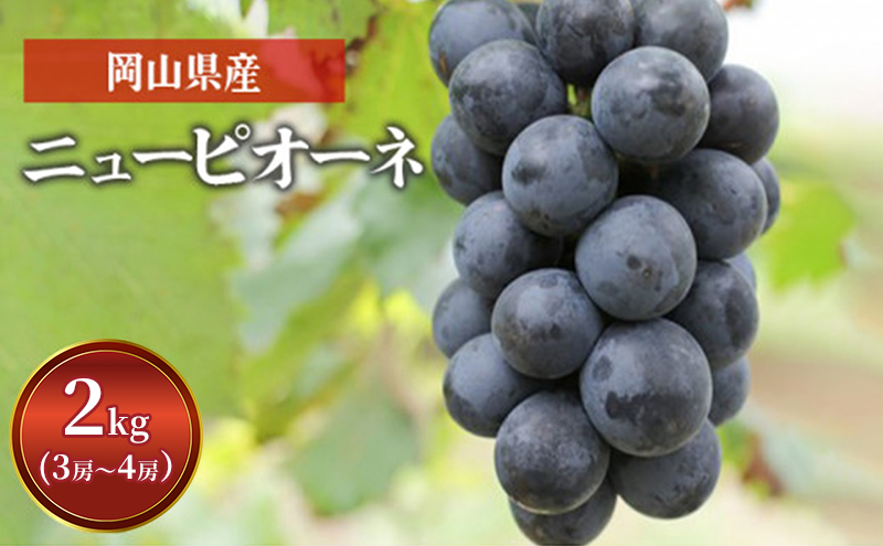 ぶどう ニュー ピオーネ 2kg 3房～4房 1房 約500g～600g 葡萄 フルーツ 岡山 高梁市産 赤迫農園 2026年 先行予約