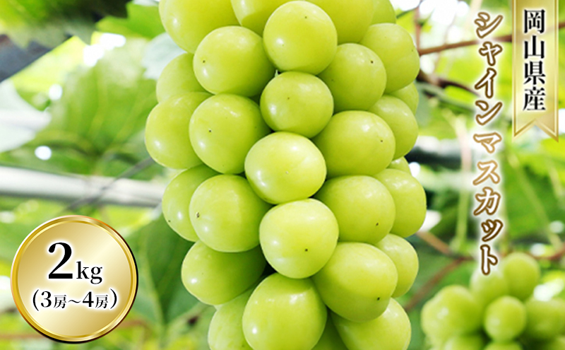 ぶどう シャインマスカット 2kg 3房～4房 1房 約500g～600g 葡萄 フルーツ 岡山 高梁市産 赤迫農園 2026年 先行予約