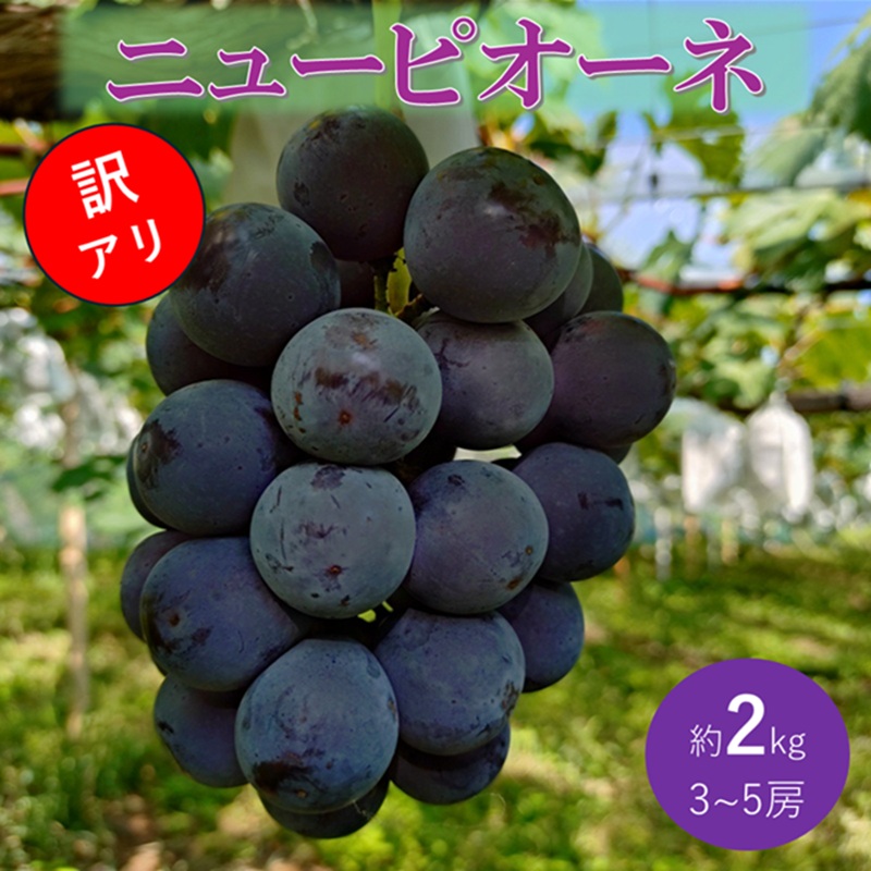 ぶどう 先行予約 訳あり ピオーネ 約2kg(3～5房) ブドウ 葡萄 岡山県産 国産 フルーツ 果物