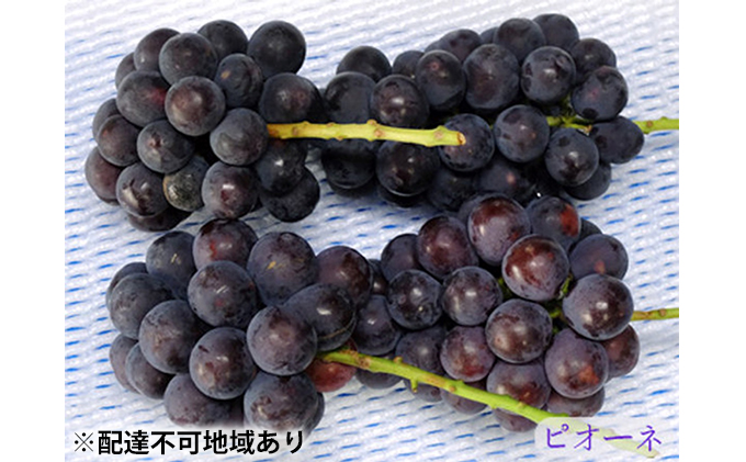 ニュー ピオーネ 3～4房 約2kg 高梁市産 2026年 先行予約 しばくらぶどう園 葡萄 フルーツ 岡山 果物