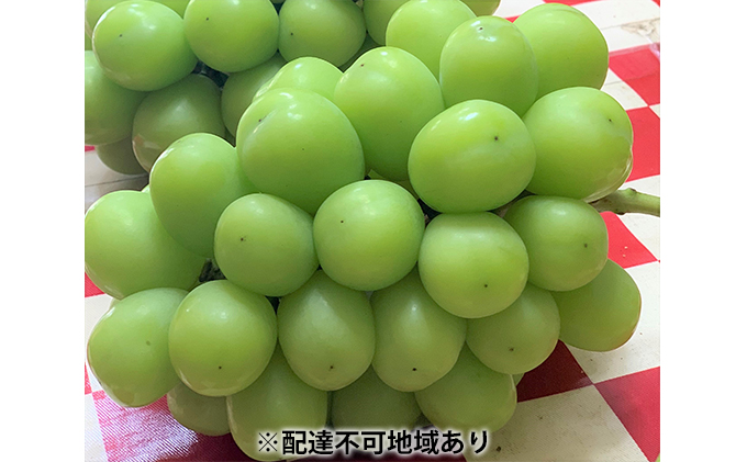 シャインマスカット 3房 合計1.7kg以上 葡萄 フルーツ 岡山 高梁市産 こあに葡萄園 2026年 先行予約 果物類 ぶどう ブドウ