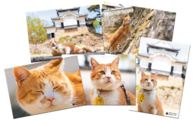 備中松山城 猫 城主『さんじゅーろー』ポストカード 10枚セット
