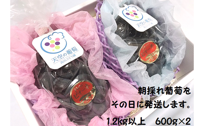  ぶどう 2026年度 早期受付 天空の葡萄(登録商標) ニュー ピオーネ 2房 1.2kg以上 1箱 美味しい笑顔をお約束 葡萄 フルーツ 岡山 高梁市産