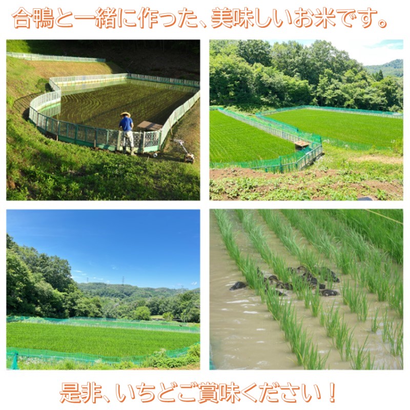 おかやま有機無農薬栽培認定 合鴨米 コシヒカリ10kg(5kg×2袋)  有機栽培 オーガニック 農薬・化学肥料不使用 お米 高梁市産 合鴨農法 ブランド米 ツヤツヤ もっちり ふっくら 甘み 岡山県