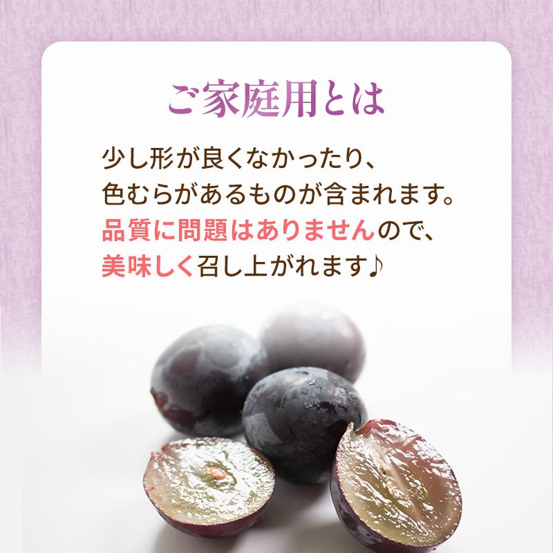 2026年 早期受付 ぶどう 訳あり ニューピオーネ 2kg以上(3～5房) 数量限定 岡山県 高梁市産