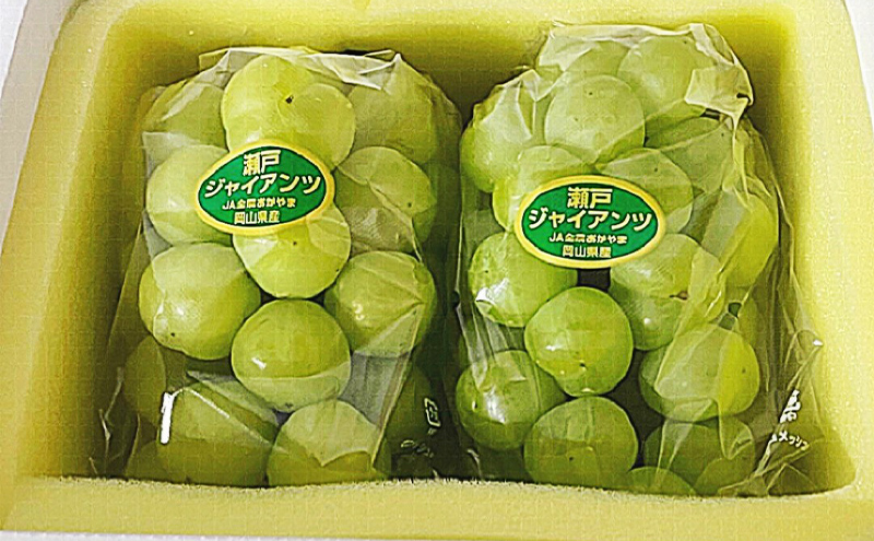 ぶどう 2026年 先行予約 瀬戸ジャイアンツ 2房(1房480g以上) 化粧箱入り ブドウ 葡萄 岡山県産 国産 フルーツ 果物 ギフト