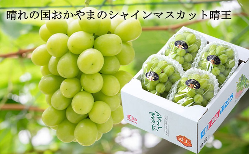 ぶどう 2026年 先行予約 ご家庭用 シャイン マスカット 晴王 3～6房 約1.5kg ブドウ 葡萄 岡山県産 国産 フルーツ 果物