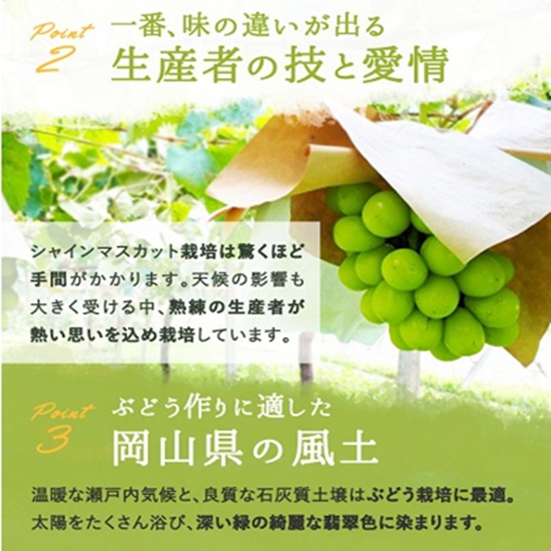 ぶどう 2026年 先行予約 シャイン マスカット 晴王 3～5房 2kg前後 （8月上旬～9月下旬発送分） ブドウ 葡萄  岡山県産 国産 フルーツ 果物 ギフト 岡山のブドウ デザート 食べ物 日本産