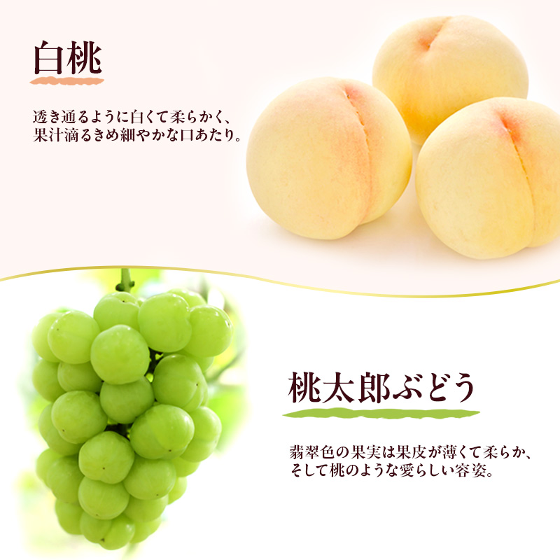 岡山県産 フルーツセット(桃太郎ぶどう1房・白桃2玉)  果物 フルーツ 詰め合わせ ぶどう ブドウ 葡萄 桃太郎ぶどう 桃 白桃 国産
