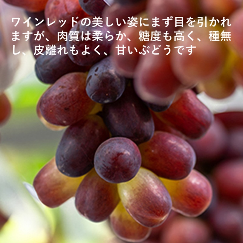 岡山県産 紫苑 1房 約500g 果物 フルーツ ぶどう ブドウ 葡萄 国産