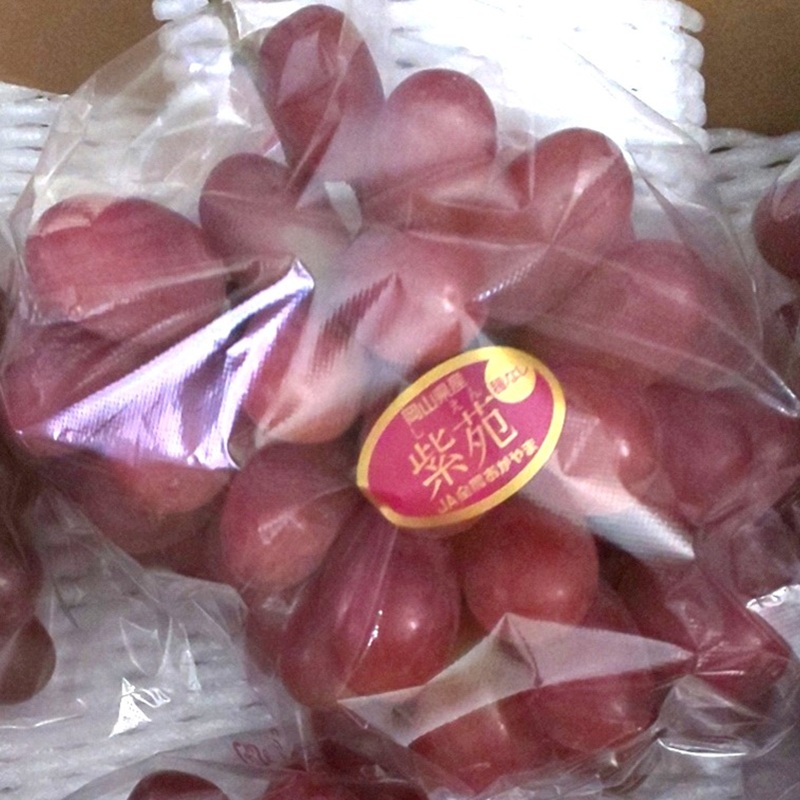 岡山県産 紫苑 1房 約500g 果物 フルーツ ぶどう ブドウ 葡萄 国産