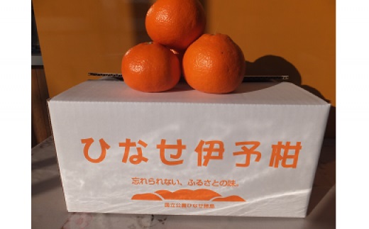 ひなせ いよかん 約10kg（2026年2月頃発送）【果物 フルーツ みかん ミカン ひなせ 伊予柑】