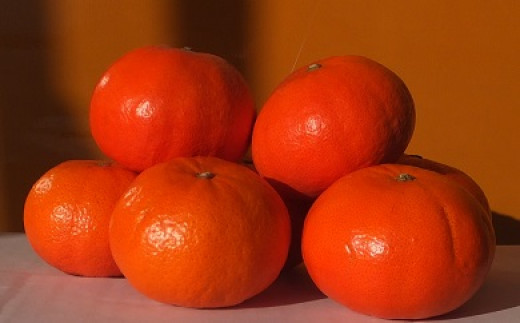 みかん ひなせべにばえ 約5kg（2026年1月頃発送）【果物 フルーツ みかん ミカン ひなせ べにばえ】
