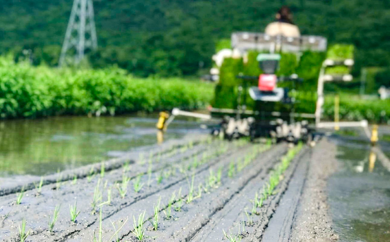 ★品種おまかせ！★【令和7年産】精米　香登米(かがとまい) 5kg【米精 米 ご飯 朝日 アケボノ きぬむすめ】