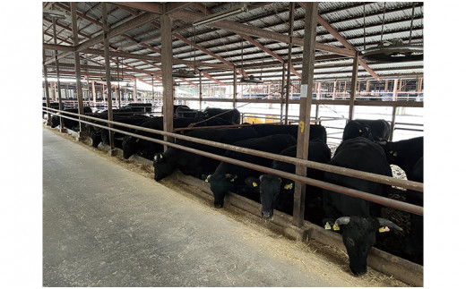 備前黒牛 すき焼き用500g B4等級【リブロースまたはサーロインロース 厚切り】