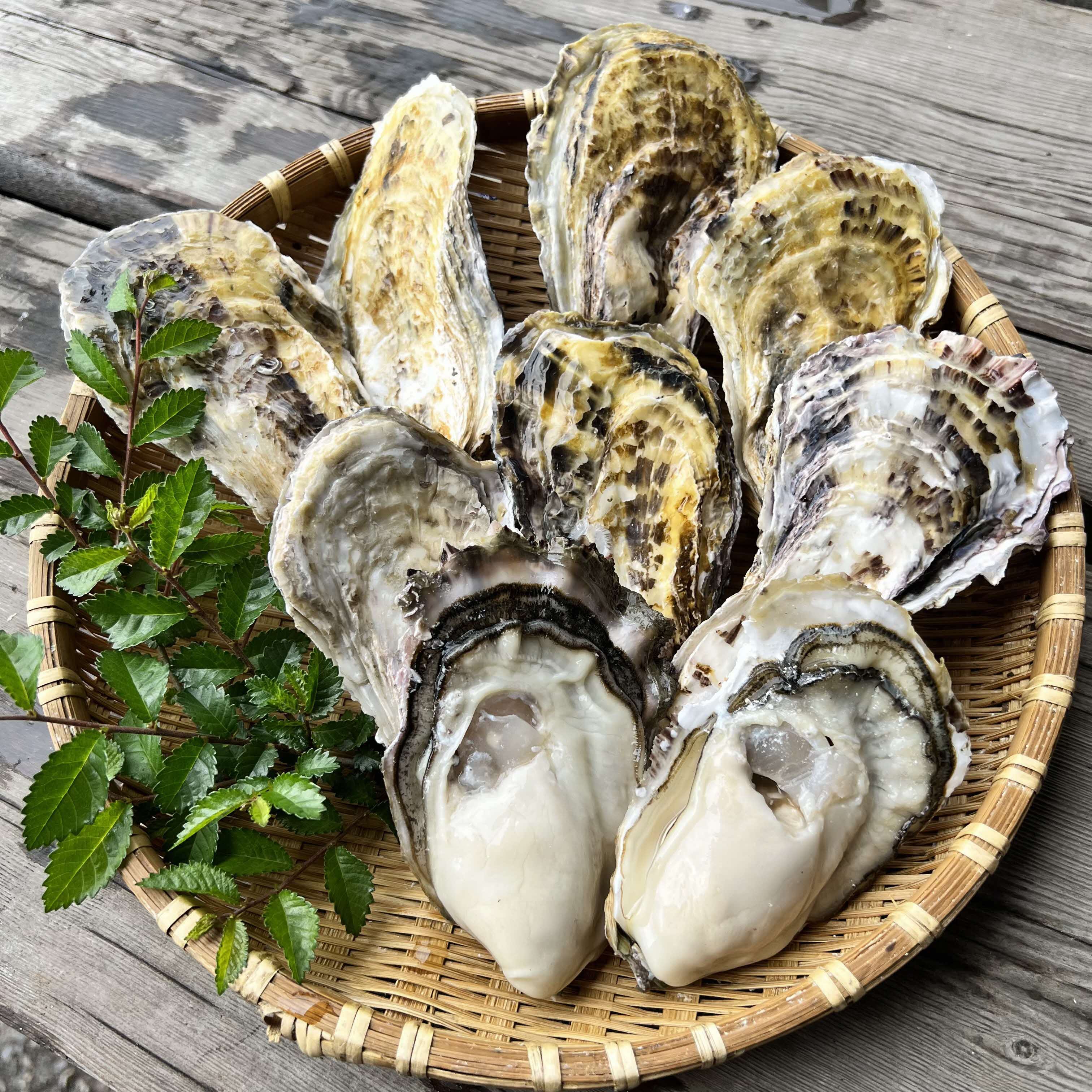 【2026年2月以降発送】殻付き牡蠣(加熱用)　半缶（約5～6kg）【加熱用 ガンガン焼き ナイフ付き 殻付き 海鮮 魚介類 海産物 オイスター】