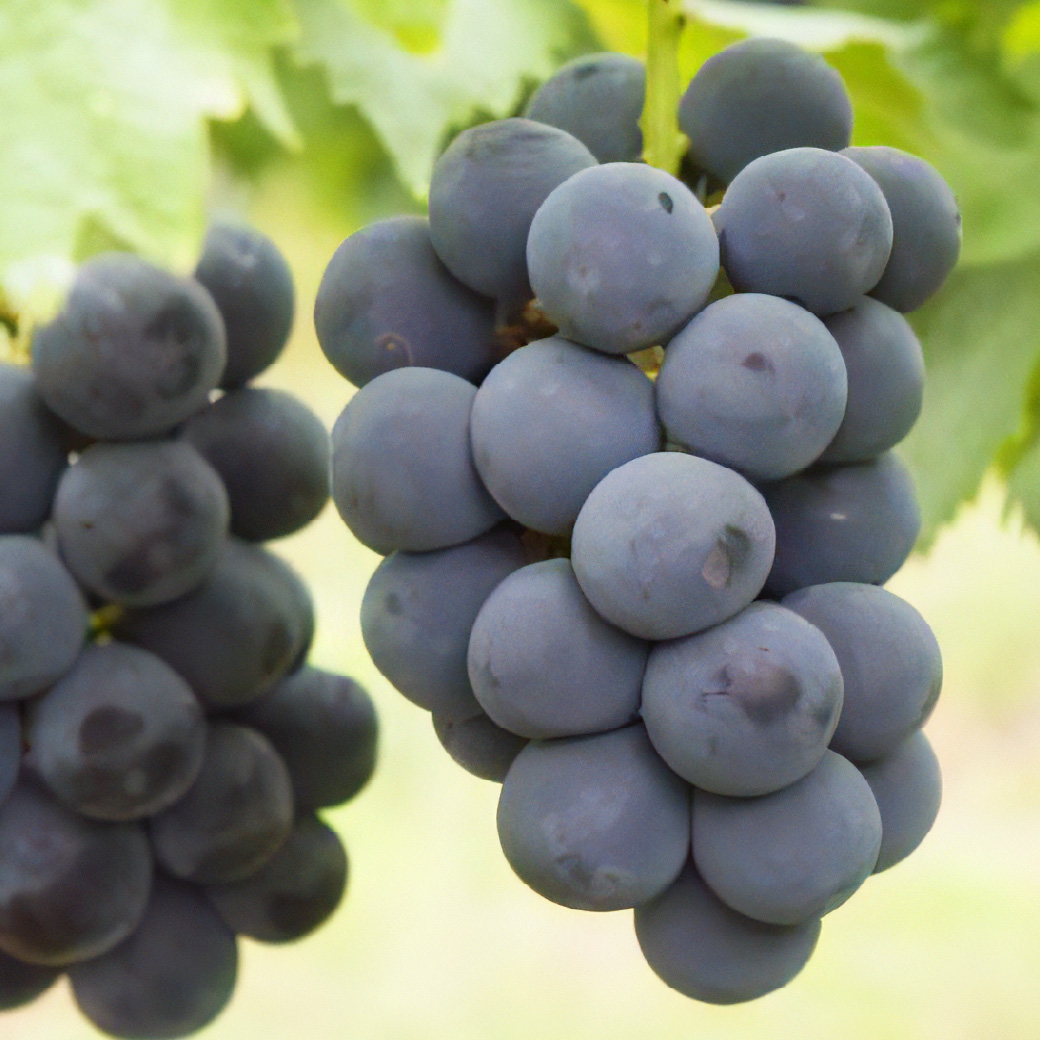 【2026年発送分 先行受付スタート！】岡山県産ニューピオーネ 　秀品　約2kg（3～5房程度）（令和8年8月中旬以降発送）【 ニューピオーネ フルーツ 果物 くだもの 葡萄 ぶどう 岡山県産 秀品 】