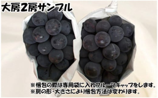 【令和８年発送分】岡山県産 ニューピオーネ 大房2房（令和8年8月から9月頃発送）【 岡山県産 ニューピオーネ 大房 晴れの国おかやま ぶどう 葡萄】