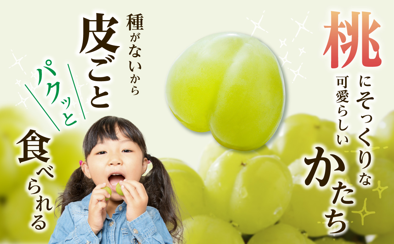 【2026年発送分　先行受付開始！】びぜん葡萄「桃太郎ぶどう」（露地栽培）1房入×4箱セット（令和8年9月上旬～10月中旬頃発送）【 岡山県備前市産 桃太郎ぶどう 露地栽培 1房入×4箱セット 樹上完熟 】