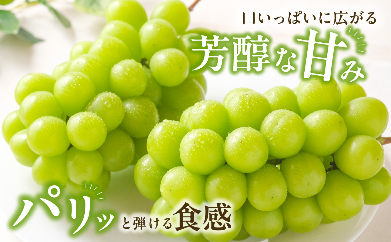 【2026年発送分　先行受付開始！】びぜん葡萄「シャインマスカット」（ハウス栽培）1房入×6箱セット（令和8年8月中旬～9月中旬頃発送）【 岡山県備前市産 シャインマスカット ハウス栽培 1房入×6箱セット 樹上完熟 】