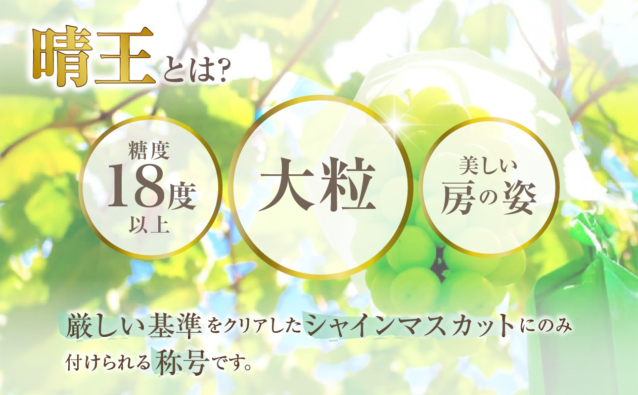【2026年発送分 先行受付スタート！】【定期便】岡山県産シャインマスカット「晴王」　秀品　大房（約5kg・5～9房目安）×10回発送（令和８年7月以降発送）【 シャインマスカット 晴王 フルーツ 果物 くだもの 葡萄 ぶどう 岡山県産 秀品 大房 種無し 高糖度 】