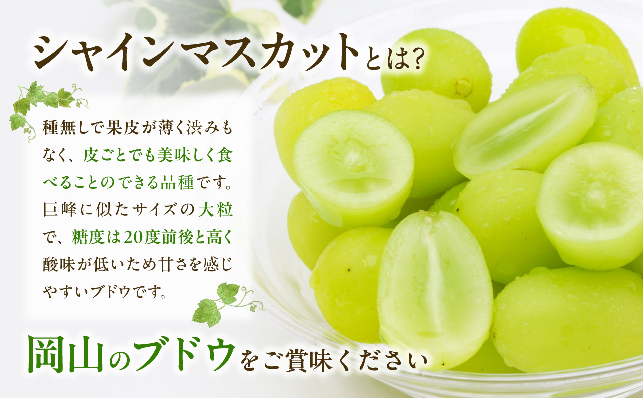 【2026年発送分　先行受付開始！】びぜん葡萄「シャインマスカット」（露地栽培）約2kg入（令和8年9月上旬～10月中旬頃発送）【 岡山県備前市産 シャインマスカット 露地栽培 約2kg（3～5房目安）樹上完熟 】