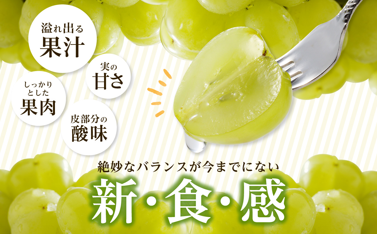 【2026年発送分　先行受付開始！】びぜん葡萄「桃太郎ぶどう」（ハウス栽培）約2㎏入（令和8年8月中旬～9月中旬頃発送）【 岡山県備前市産 桃太郎ぶどう 果物 フルーツ ハウス栽培 約2kg （3～5房目安）樹上完熟 】