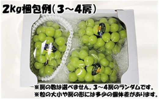 【令和８年発送分】岡山県産 シャインマスカット晴王【秀品】2kg（令和8年9月から10月頃発送）【 岡山県産 シャインマスカット 秀品 晴王 晴れの国おかやま 葡萄 ぶどう】