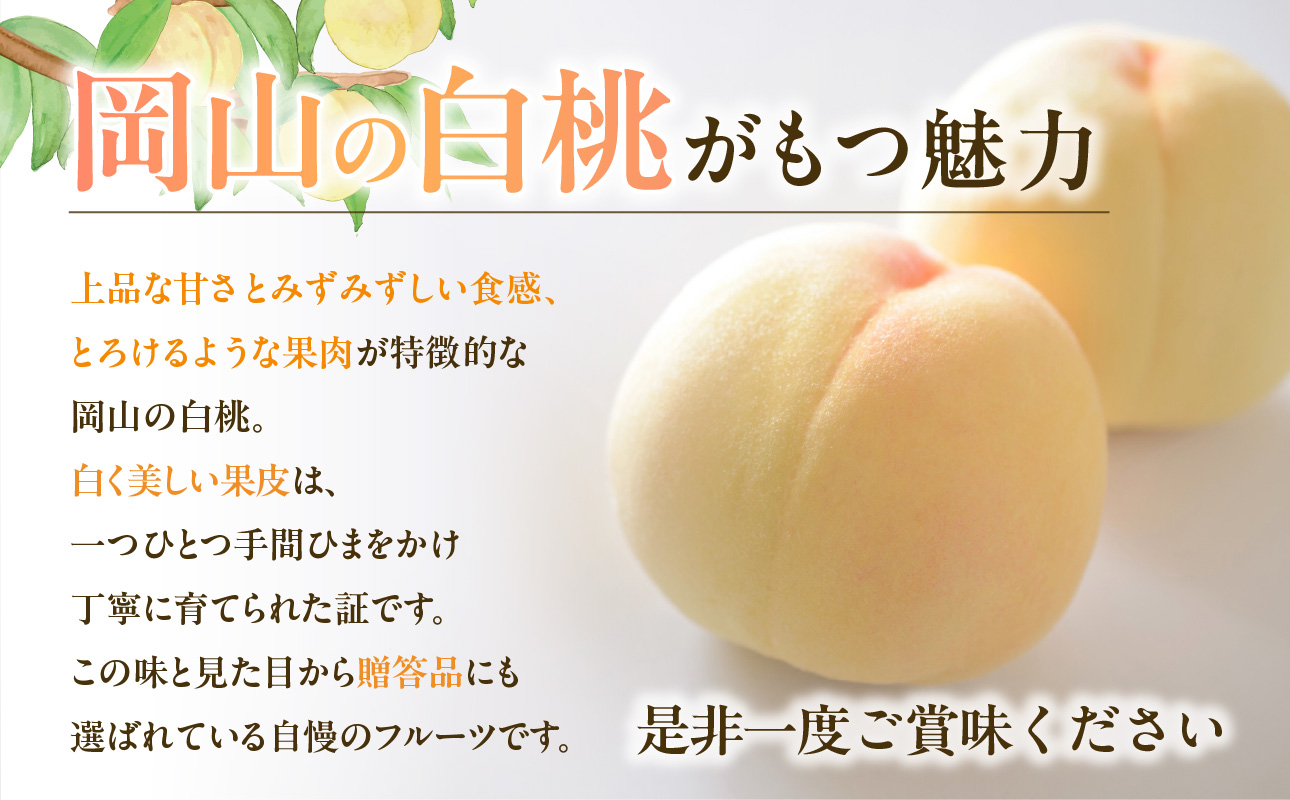 【2026年発送分　先行受付開始！】【定期便】びぜん白桃　贈答用セット　約1.5kg×4回発送（令和8年6月下旬～7月頃発送）【 岡山県備前市産 樹上完熟白桃  約1.5kg（5～7玉目安）×4回発送 贈答用 】