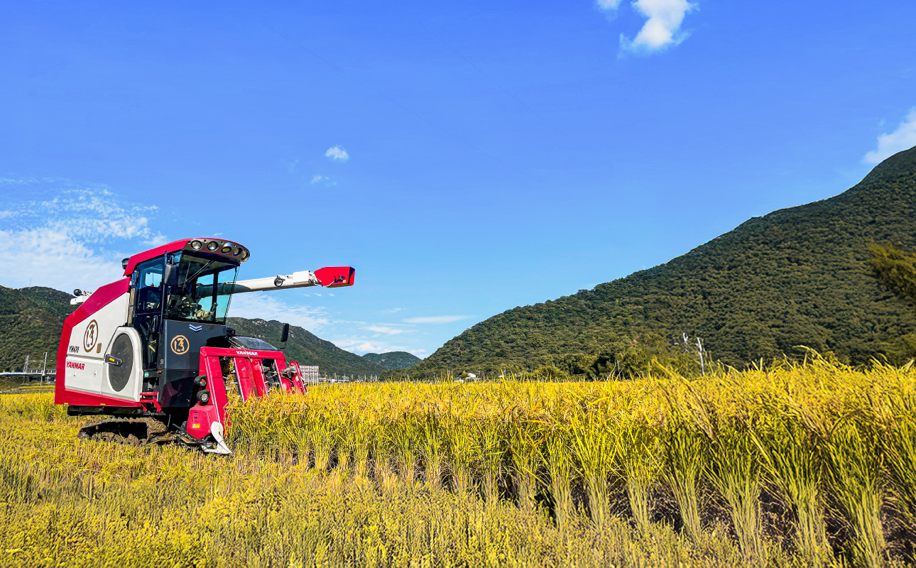 ★品種おまかせ！★【令和7年産】精米　香登米(かがとまい) 5kg【米精 米 ご飯 朝日 アケボノ きぬむすめ】