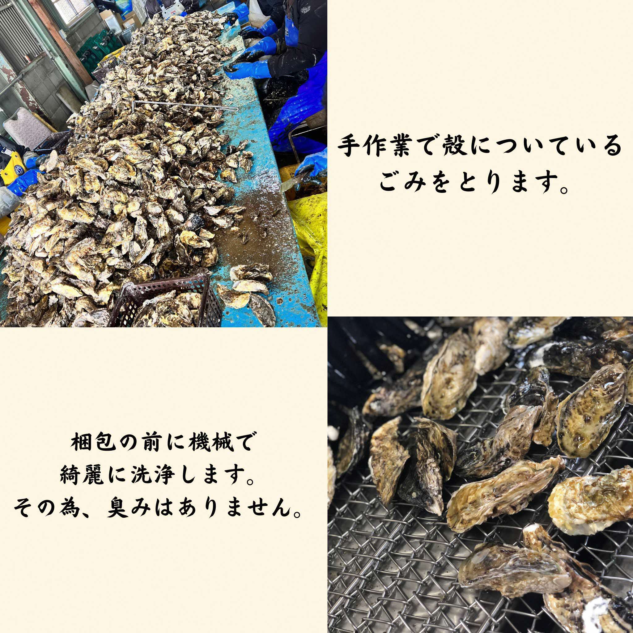 【2026年2月以降発送】殻付き牡蠣(加熱用)　半缶（約5～6kg）【加熱用 ガンガン焼き ナイフ付き 殻付き 海鮮 魚介類 海産物 オイスター】