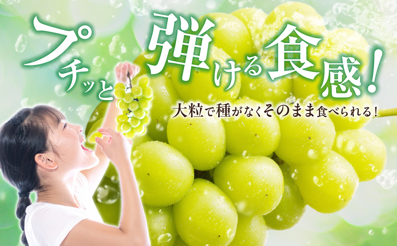 【2026年発送分 先行受付スタート！】岡山県産シャインマスカット「晴王」秀品　約1.5kg（2房）（令和8年8月中旬～11月中旬頃発送）【 シャインマスカット 晴王 フルーツ 果物 くだもの 葡萄 ぶどう 御中元 ギフト プレゼント 御祝 岡山県産 秀品 種無し 高糖度 】hz-s