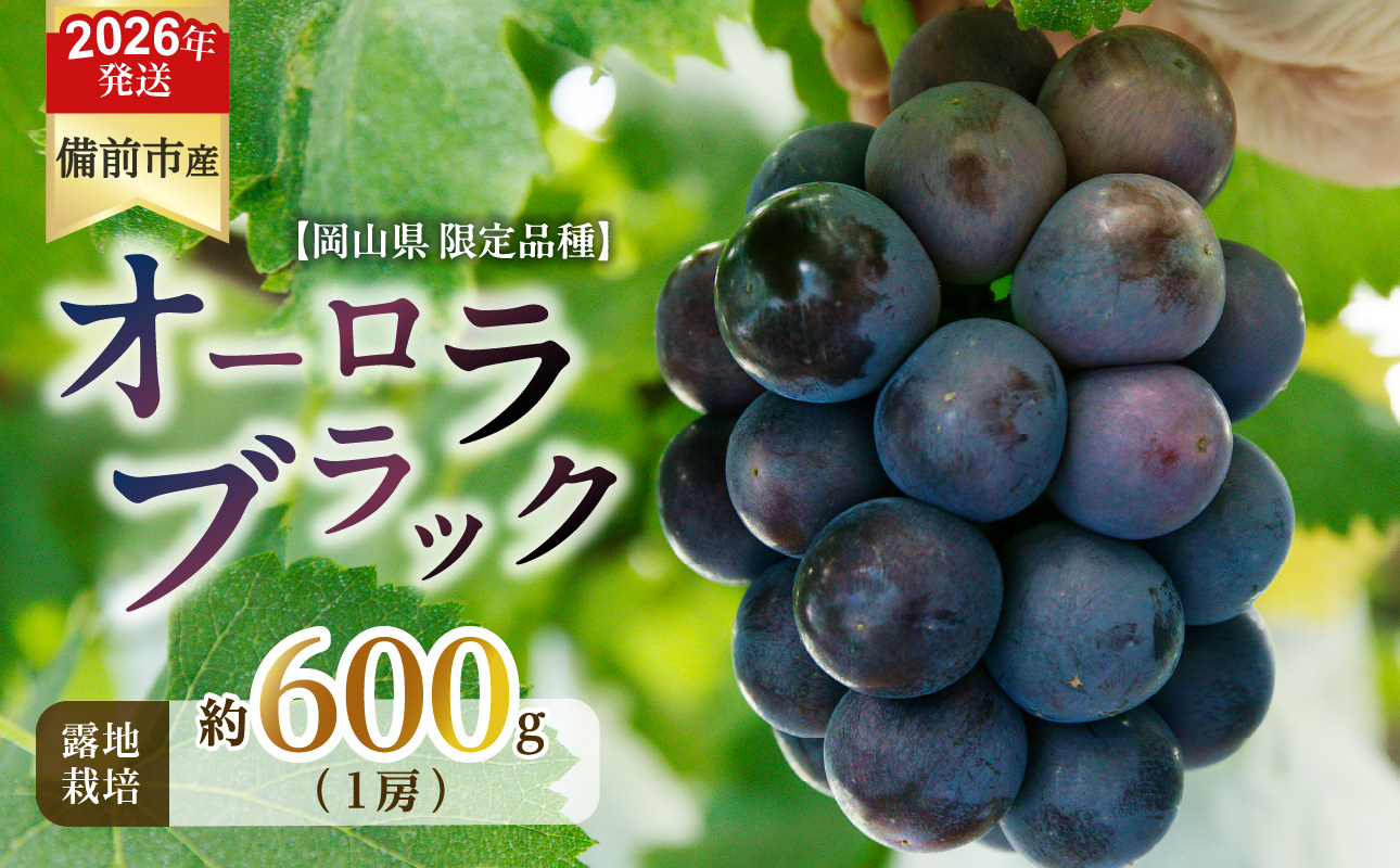 【2026年発送分　先行受付開始！】びぜん葡萄「オーロラブラック」（露地栽培）1房入（令和8年8月中旬～9月中旬頃発送）【 岡山県備前市産 オーロラブラック 露地栽培 1房 約600ｇ前後 】
