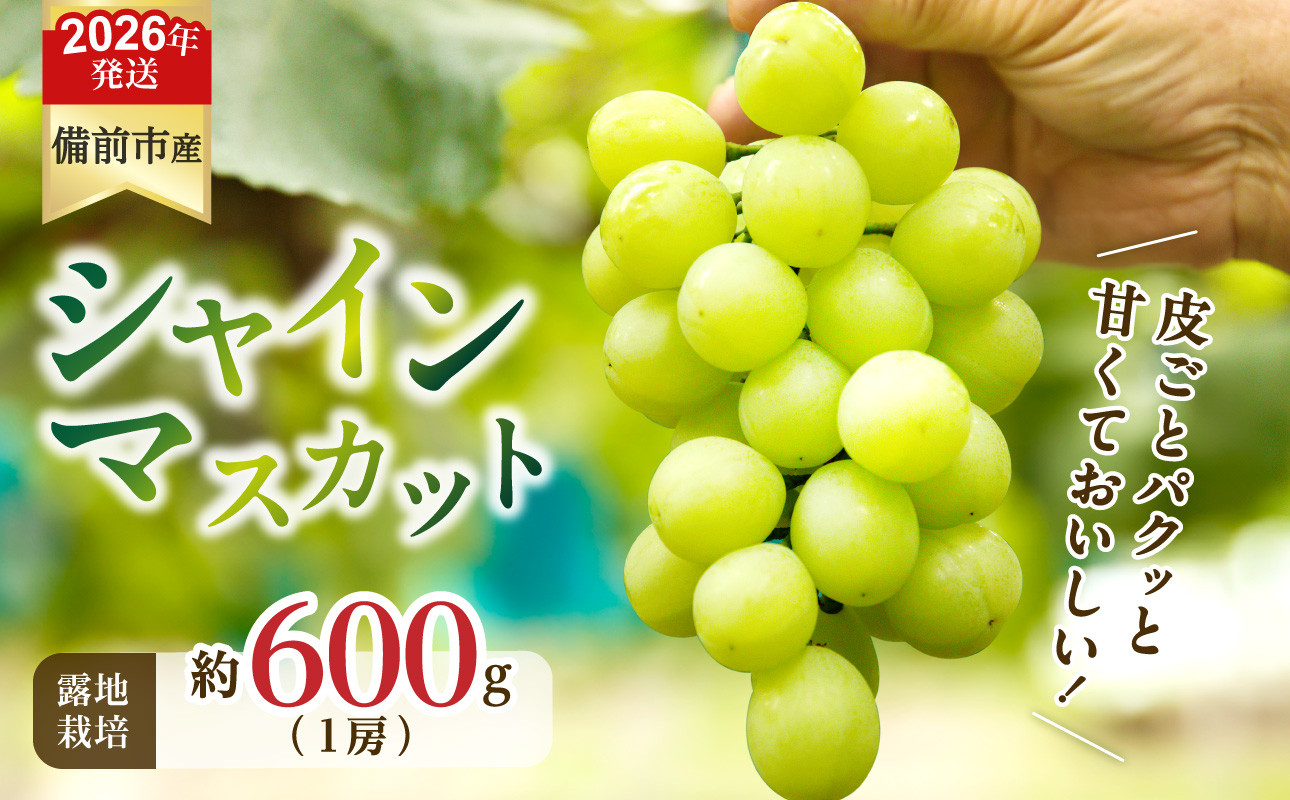 【2026年発送分　先行受付開始！】びぜん葡萄「シャインマスカット」（露地栽培）1房入（令和8年9月上旬～10月下旬頃発送）【 岡山県備前市産 シャインマスカット 露地栽培 1房 約600ｇ前後 樹上完熟 】
