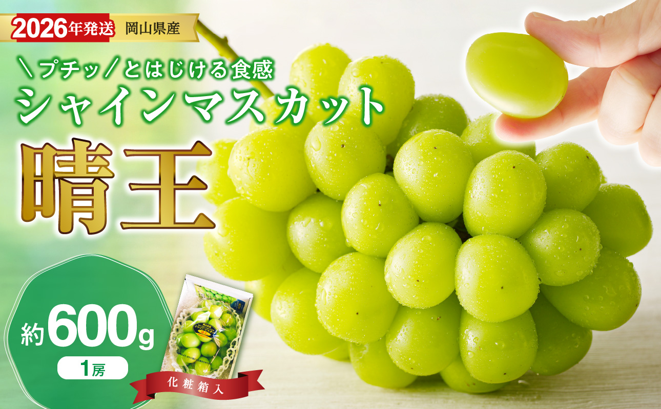 【2026年発送分 先行受付スタート！】岡山県産シャインマスカット「晴王」秀品　1房（約600g）（令和8年8月中旬～11月中旬頃発送）【 シャインマスカット 晴王 フルーツ 果物 くだもの 葡萄 ぶどう 岡山県産 秀品 種無し 高糖度 】hz-s