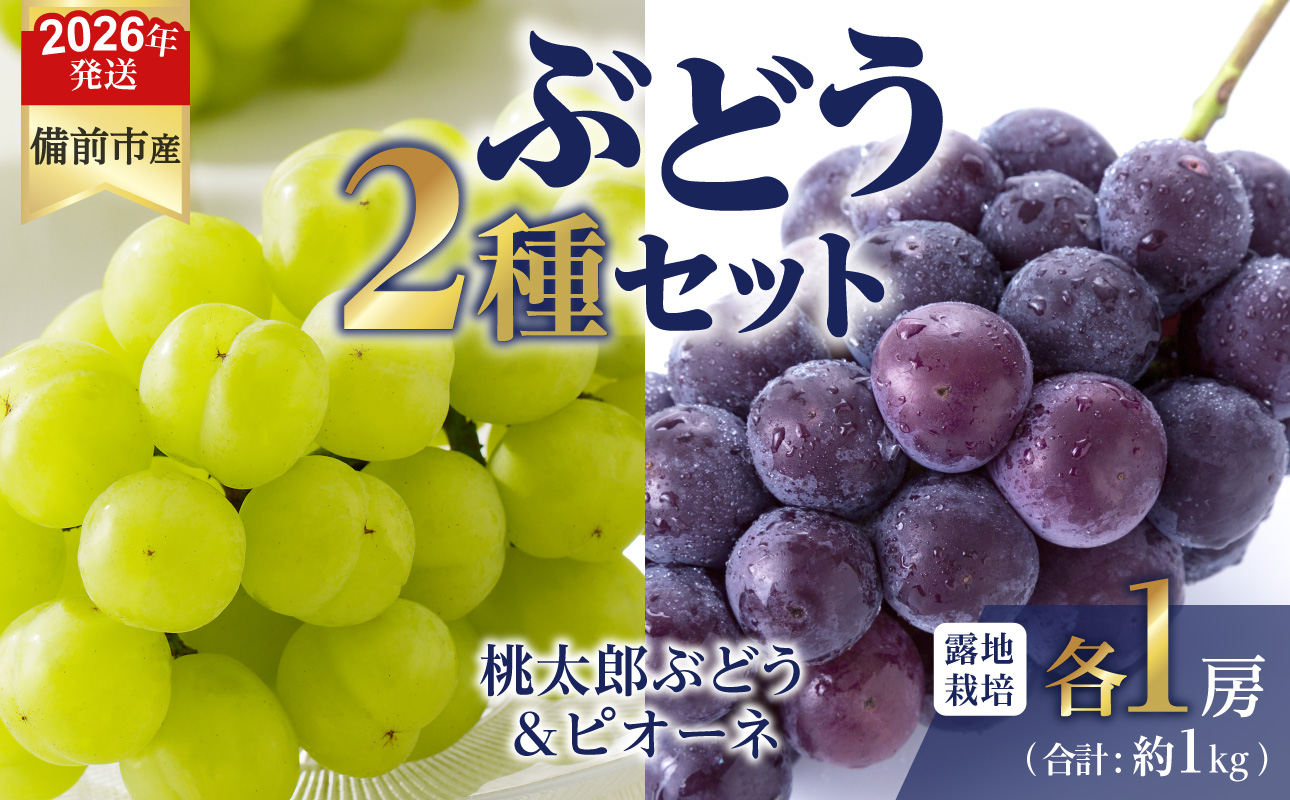【2026年発送分　先行受付開始！】びぜん葡萄「桃太郎ぶどう」「ピオーネ」（露地栽培）各1房入（令和8年8月中旬～9月中旬頃発送）【 岡山県備前市産 桃太郎ぶどう ピオーネ 露地栽培 各1房 セット 樹上完熟 】
