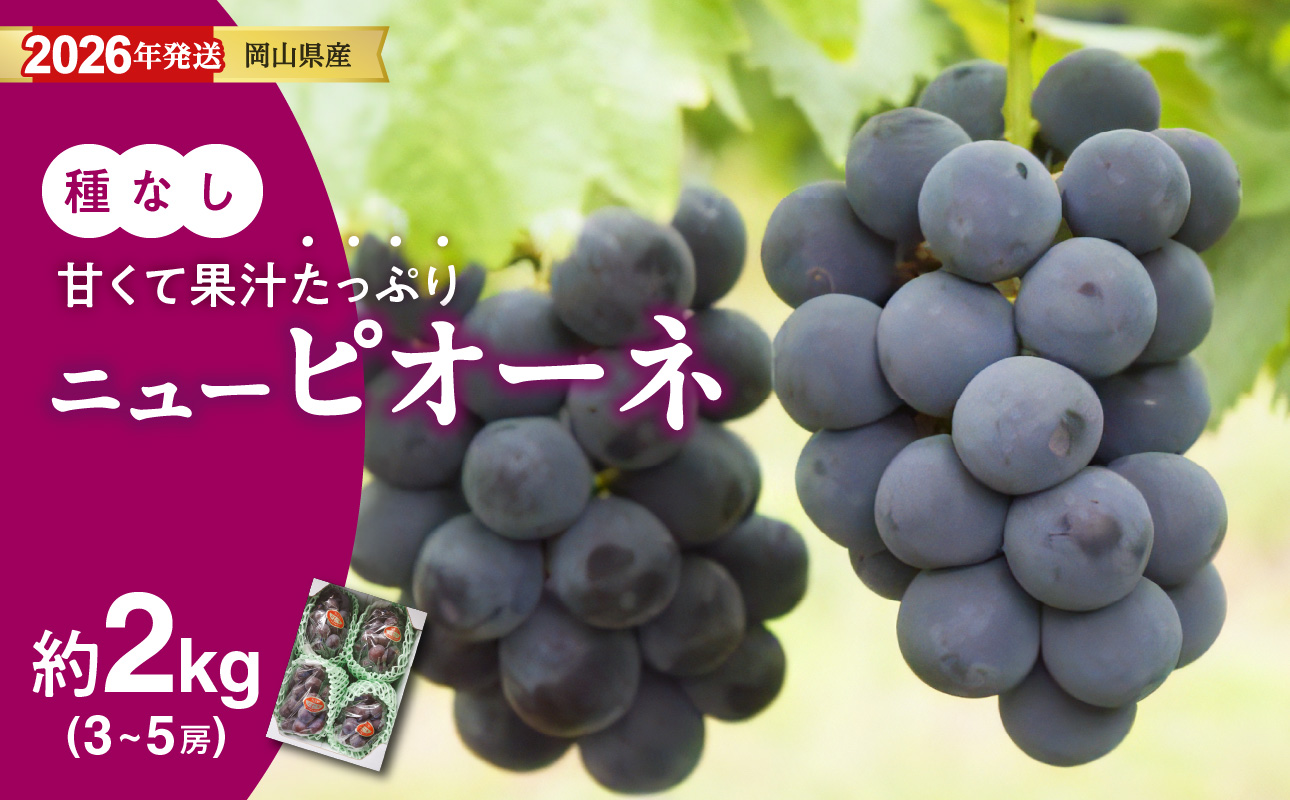 【2026年発送分 先行受付スタート！】岡山県産ニューピオーネ 　秀品　約2kg（3～5房程度）（令和8年8月中旬以降発送）【 ニューピオーネ フルーツ 果物 くだもの 葡萄 ぶどう 岡山県産 秀品 】