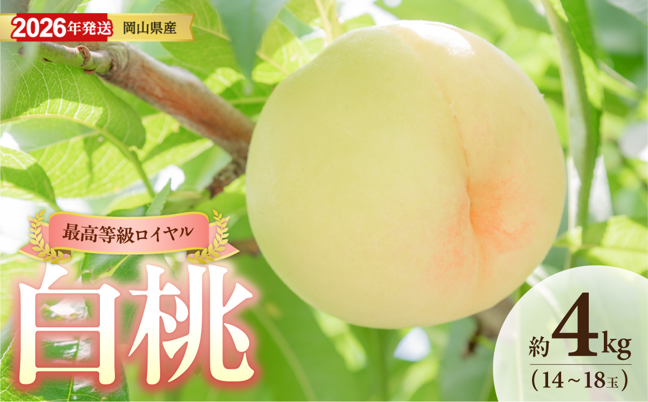 【2026年発送】岡山県産白桃（ロイヤル） 約4kg（令和8年6月中旬～8月上旬発送）【白桃 もも フルーツ モモ ロイヤル 糖度最上級 岡山県産 くだもの王国岡山 】