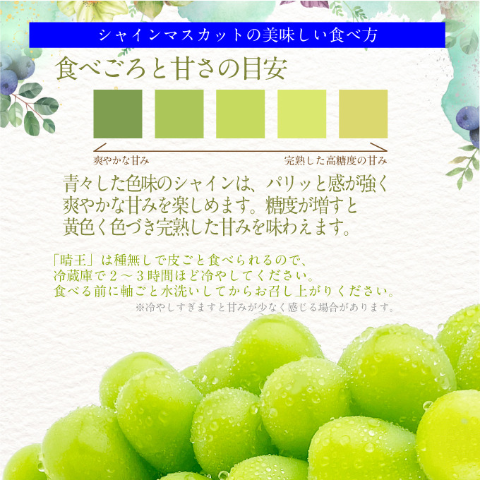 2026年先行予約【2回定期便】 プレミアムシャインマスカット晴王1房約600g 人気 岡山県産 赤秀品 種無し 皮ごと食べる みずみずしい9月10月お届け ハレノフルーツ