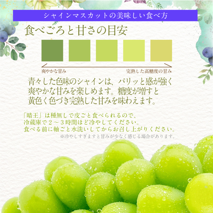 2026年 先行予約受付中 シャインマスカット晴王 1房 約550g 岡山県産 種無し 皮ごと食べる みずみずしい 甘い フレッシュ 瀬戸内 晴れの国 おかやま 果物大国 ハレノフルーツ