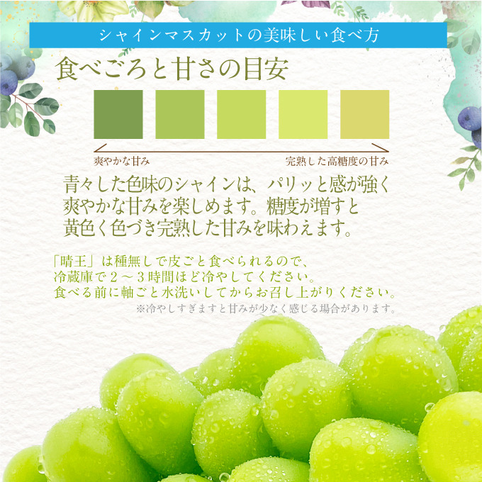 2026年 先行予約受付中 シャインマスカット晴王 ジュエルセレクション 1箱20粒 岡山県産 種無し 皮ごと食べる みずみずしい 甘い  瀬戸内  ハレノフルーツ