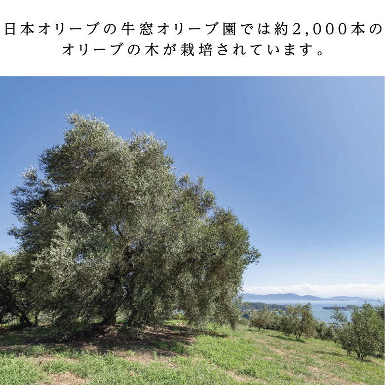 【12月発送！】御歳暮 有機栽培 エキストラバージン オリーブオイル ブレンド 2本セット 調味料 オリーブ油 植物オイル フルーティ ギフト