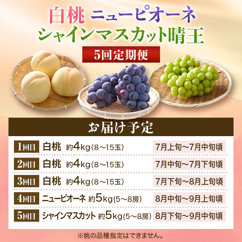 【2026年先行受付】 白桃 ニューピオーネ シャインマスカット 晴王 5回 定期便 桃 もも モモ ぶどう 葡萄 ブドウ 岡山県産　御中元 ギフト 御礼 プレゼント 御礼 御祝 御供 果物 くだもの フルーツ