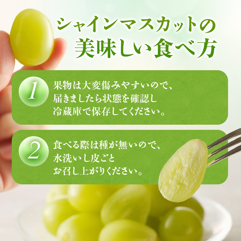 【2026年先行受付】 シャインマスカット 晴王 ハウス栽培 約2kg(3～5房目安) 岡山県産 ぶどう 葡萄 ブドウ 御中元 ギフト 御礼 プレゼント 御礼 御祝 御供 果物 くだもの フルーツ
